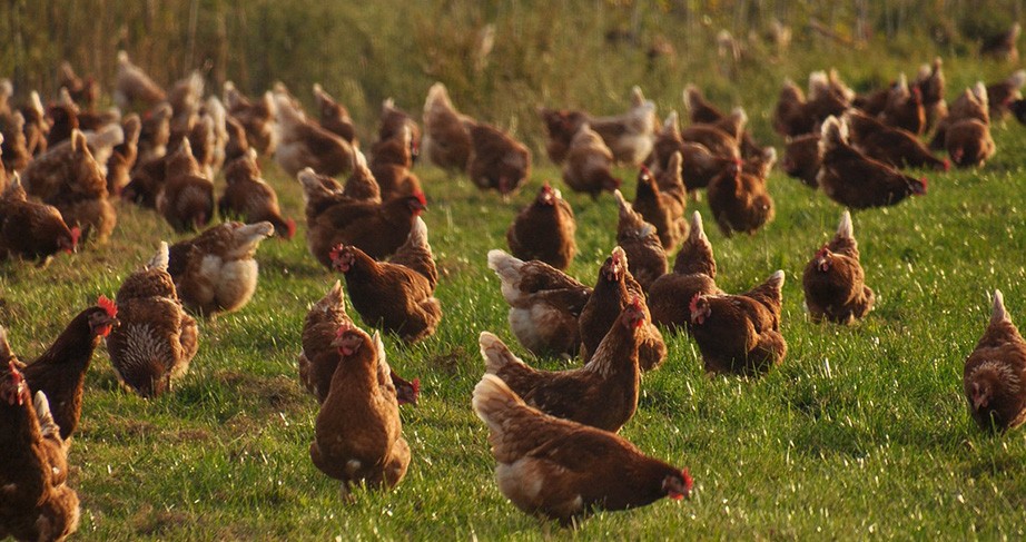 How to choose the appropriate poultry slaughtering equipment for oneself?